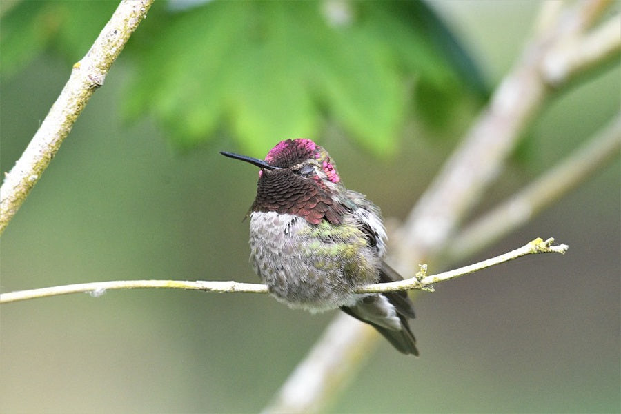 Camouflaged Hummingbirds Sleeping on Branch: Photo of several hummingbirds roosting together on a tree branch, demonstrating their camouflage in natural habitats for protection.