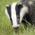badger-2030975_1920