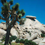 Joshua Tree National Park, Southern California, showcasing unique rock formations and desert vegetation