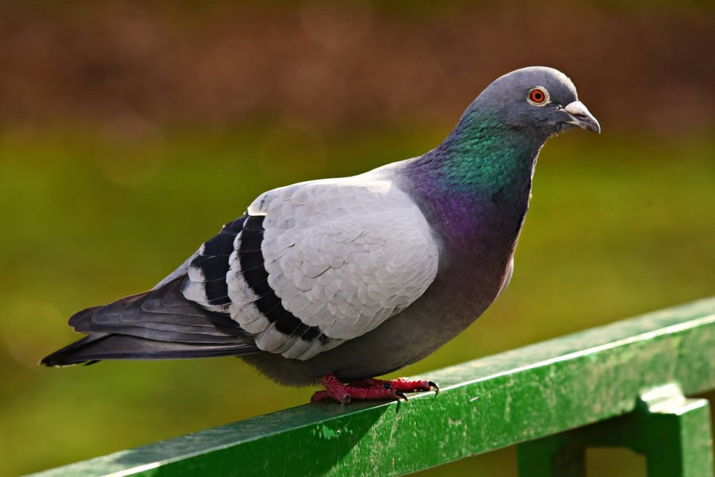 Rock pigeon ancestor known for its homing abilities