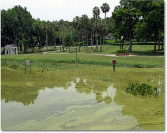A eutrophic lake, with excess algal growth