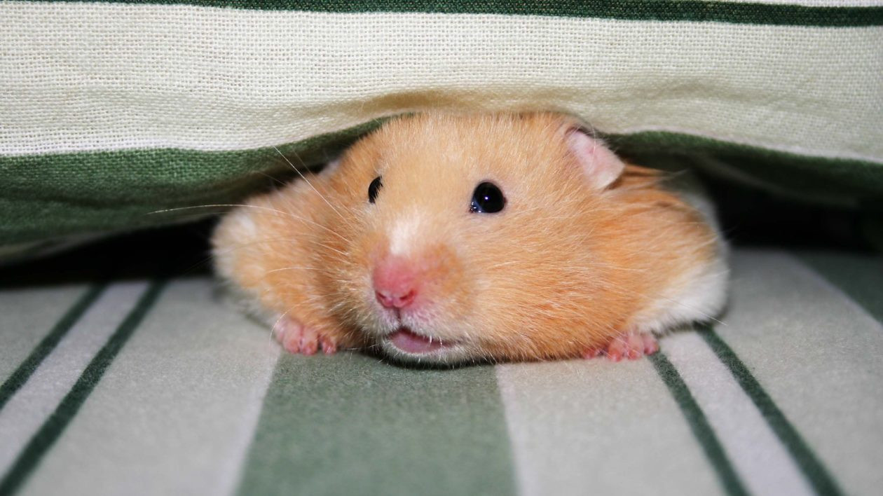 A domestic golden hamster plays peekaboo
