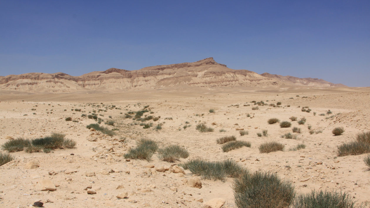 A desert landscape in Syria, the native habitat of golden hamsters