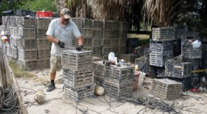 crabber scraping fouling off wooden pots