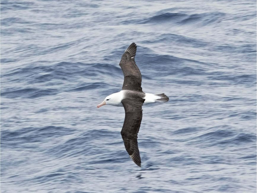 Albatross