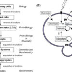 Protocell development: Top-down and bottom-up approaches converging on a functional protocell model.