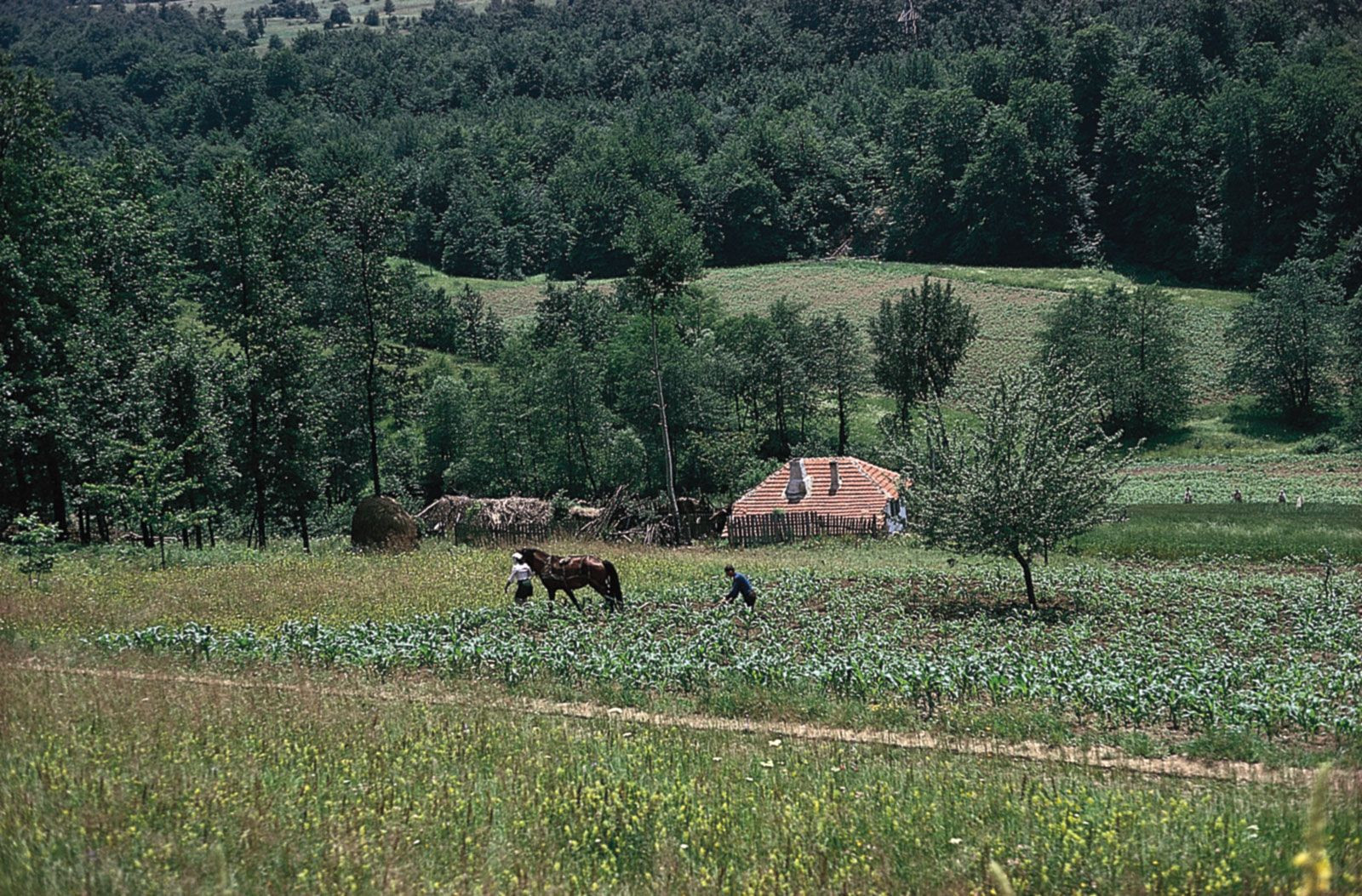 Corn Fields in Šumadija Serbia