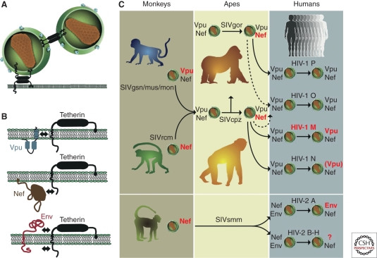 Tetherin function and viral antagonism