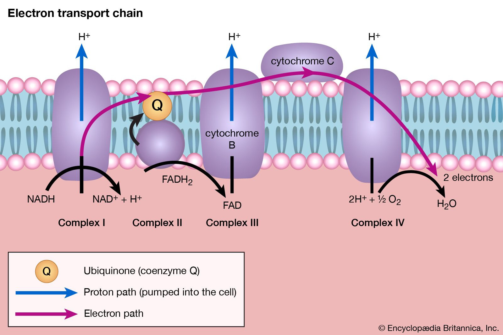 Electron transport chain location within the inner mitochondrial membrane during oxidative phosphorylation, a key stage of cellular respiration.