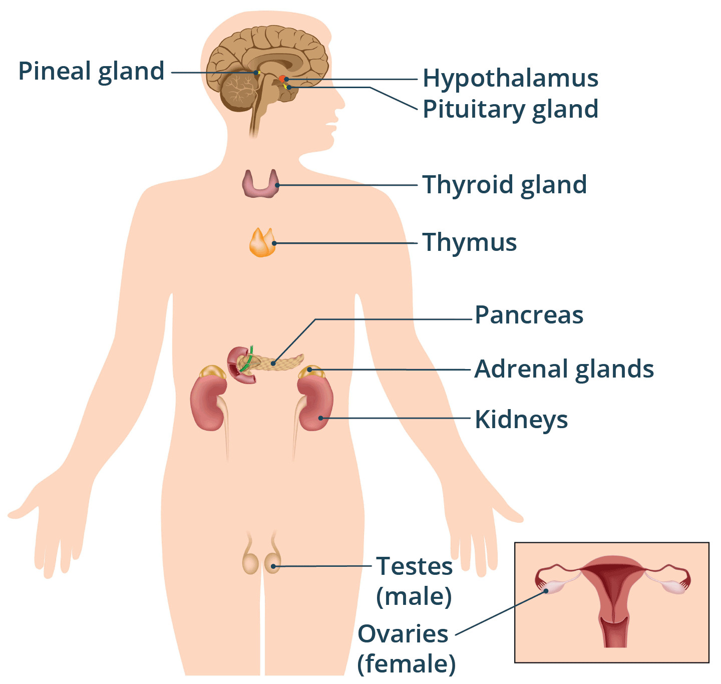 illustration of the endocrine glands