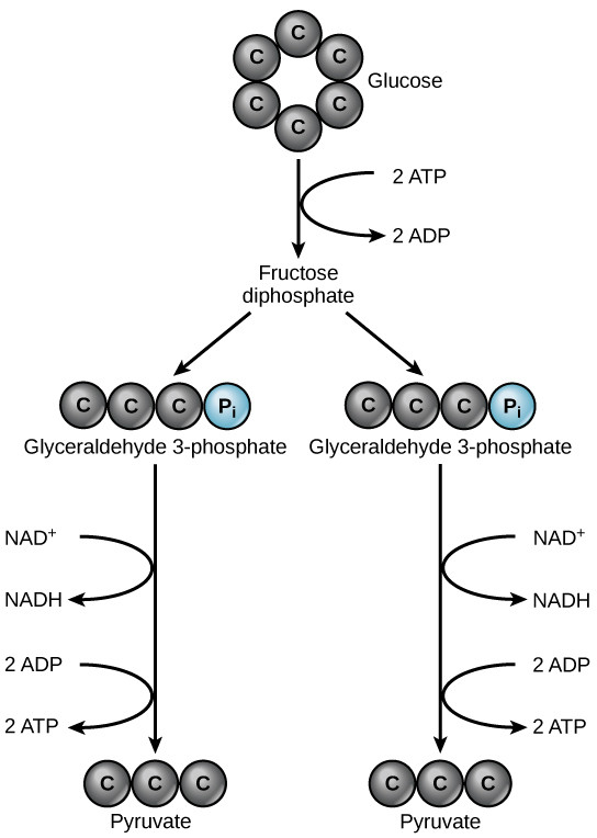 glycolysis