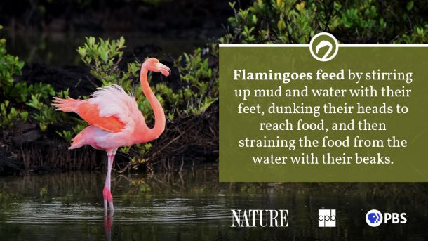 Flamingos feeding with their heads submerged in water, showcasing their unique feeding method in their natural lake habitat.