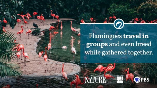 A large flock of flamingos gathered closely together, showing their social behavior and colony living in their natural habitat.