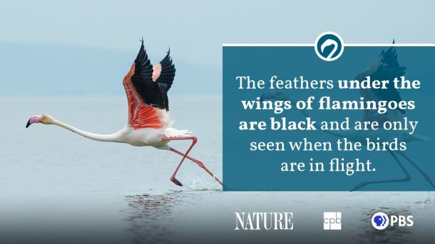 A close up of a flamingo's pink feathers showing the vibrant coloration derived from their diet within their habitat.