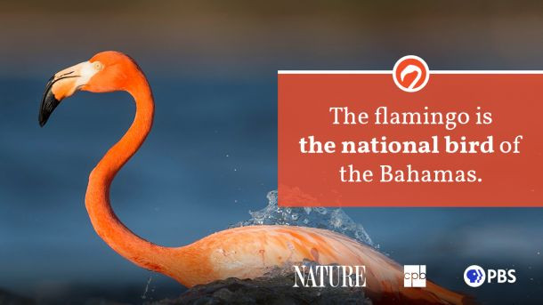 A single flamingo standing in a shallow lake at sunset, emphasizing the serene beauty of a flamingo in its natural setting.