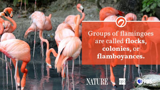 A flamingo parent and chick in their nest made of mud, highlighting the breeding habitat and early life stage of flamingos.