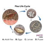 Flea life cycle diagram illustrating the four stages: egg, larva, pupa, and adult, crucial for understanding flea origins and control.