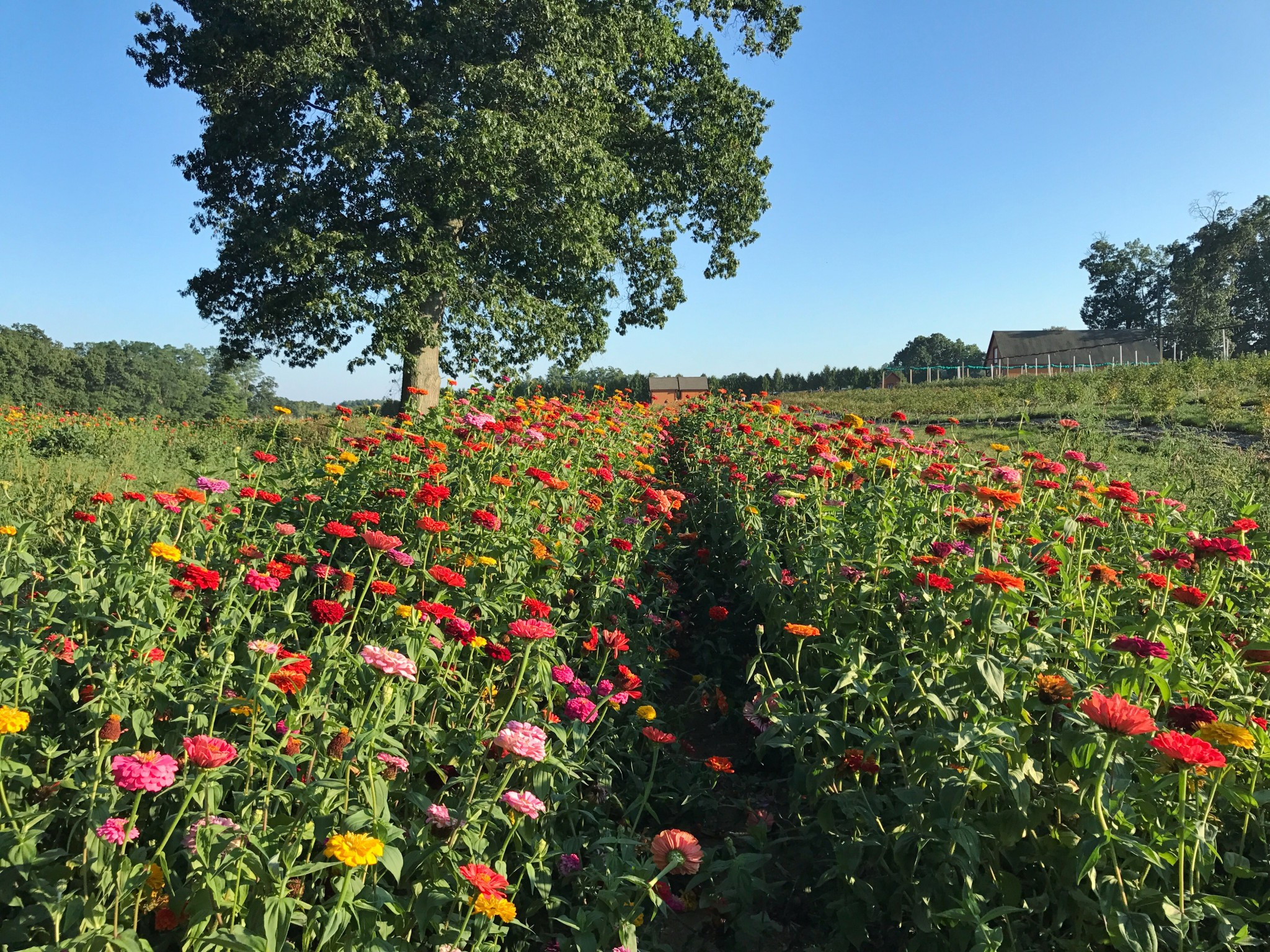 A vibrant field of zinnias in full bloom at Small Farm, a local spot to pick your own flowers near Boston.