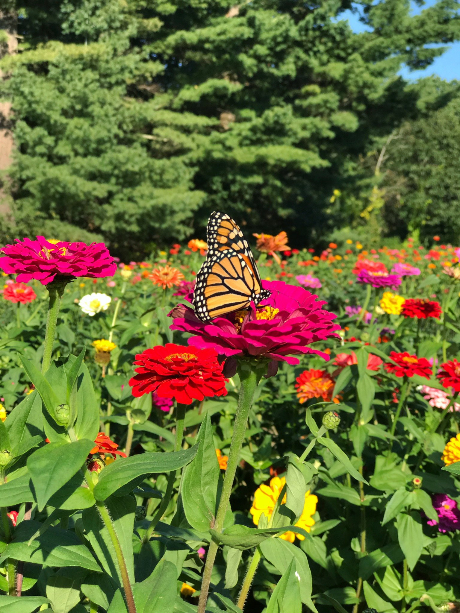 A colorful mix of zinnias and other flowers freshly picked from a local farm, showcasing the beauty of fall blooms near Boston.