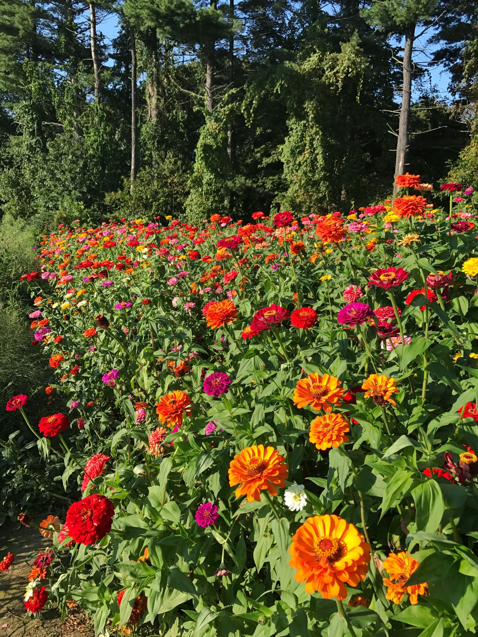 A bountiful bucket of freshly picked zinnias at Parlee Farms, a delightful flower picking destination close to Boston.
