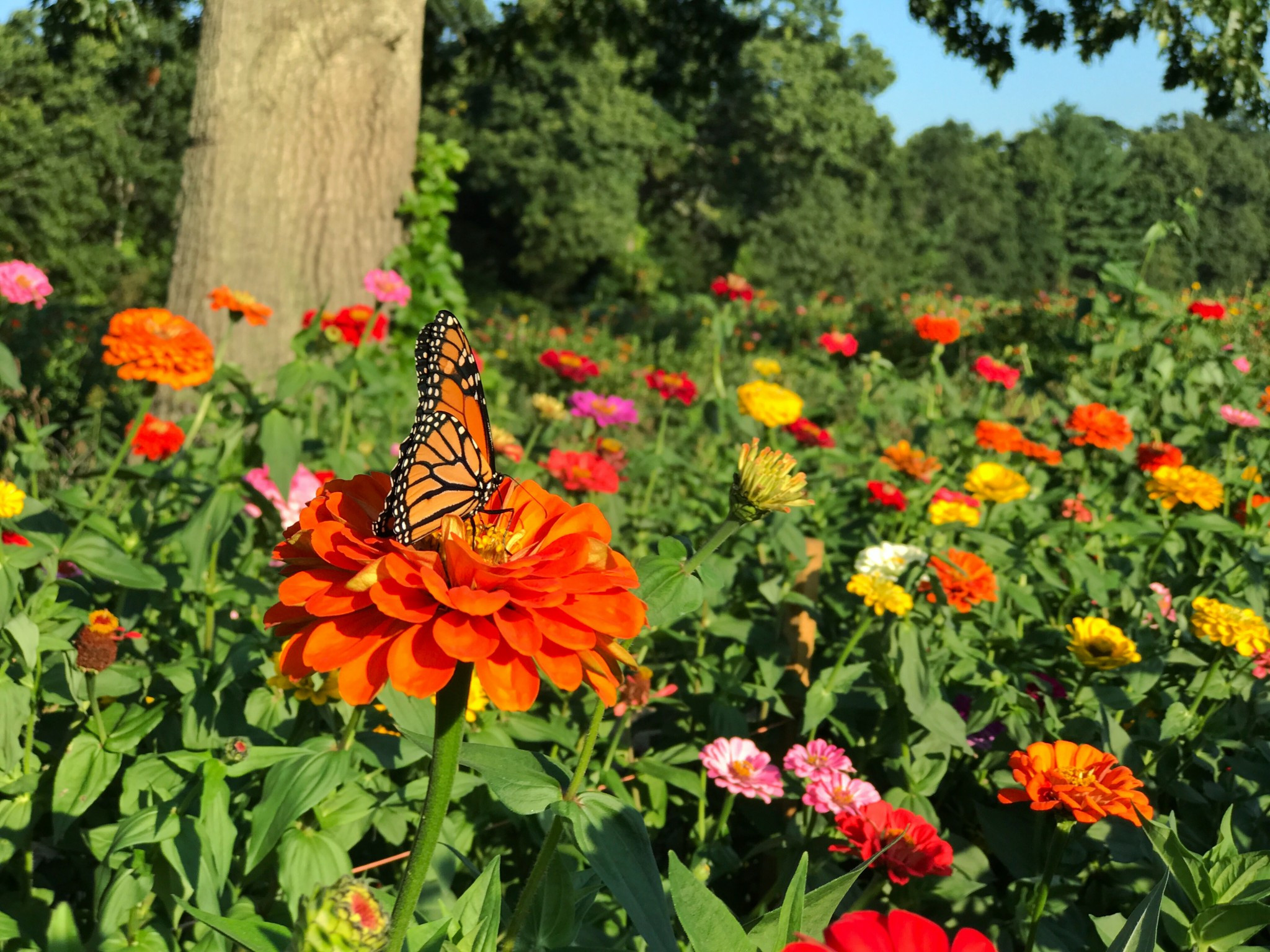 A diverse selection of colorful flowers available for picking at Land's Sake Farm, conveniently located near Boston.