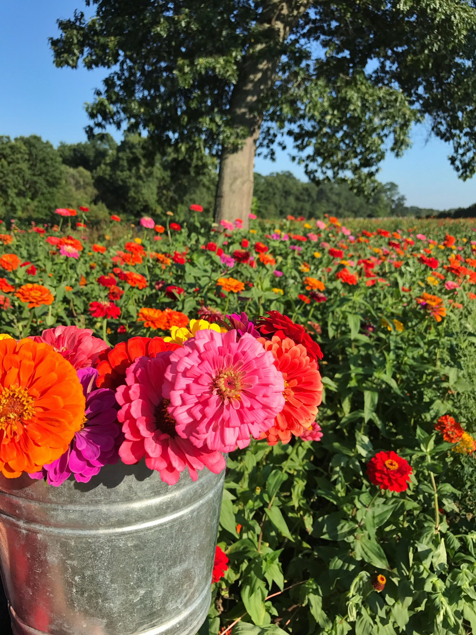 A close-up of vibrant zinnias ready to be picked at a flower farm near Boston, perfect for fall bouquets.