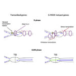 Genomic view of BrdU-seq and Chr-RNA-seq