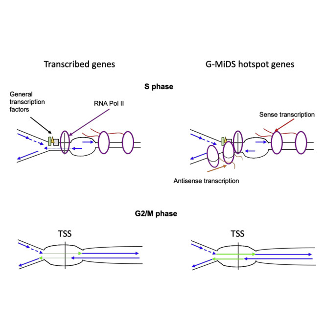 Genomic view of BrdU-seq and Chr-RNA-seq