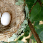 Hummingbird Nest in Trees