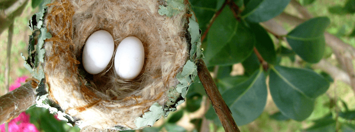 Hummingbird Nest in Trees