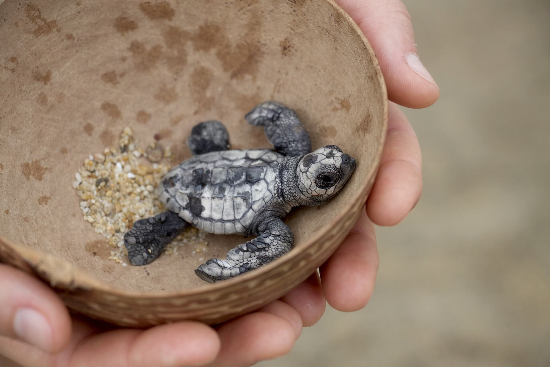 A person holding a small sea turtle in a bowl