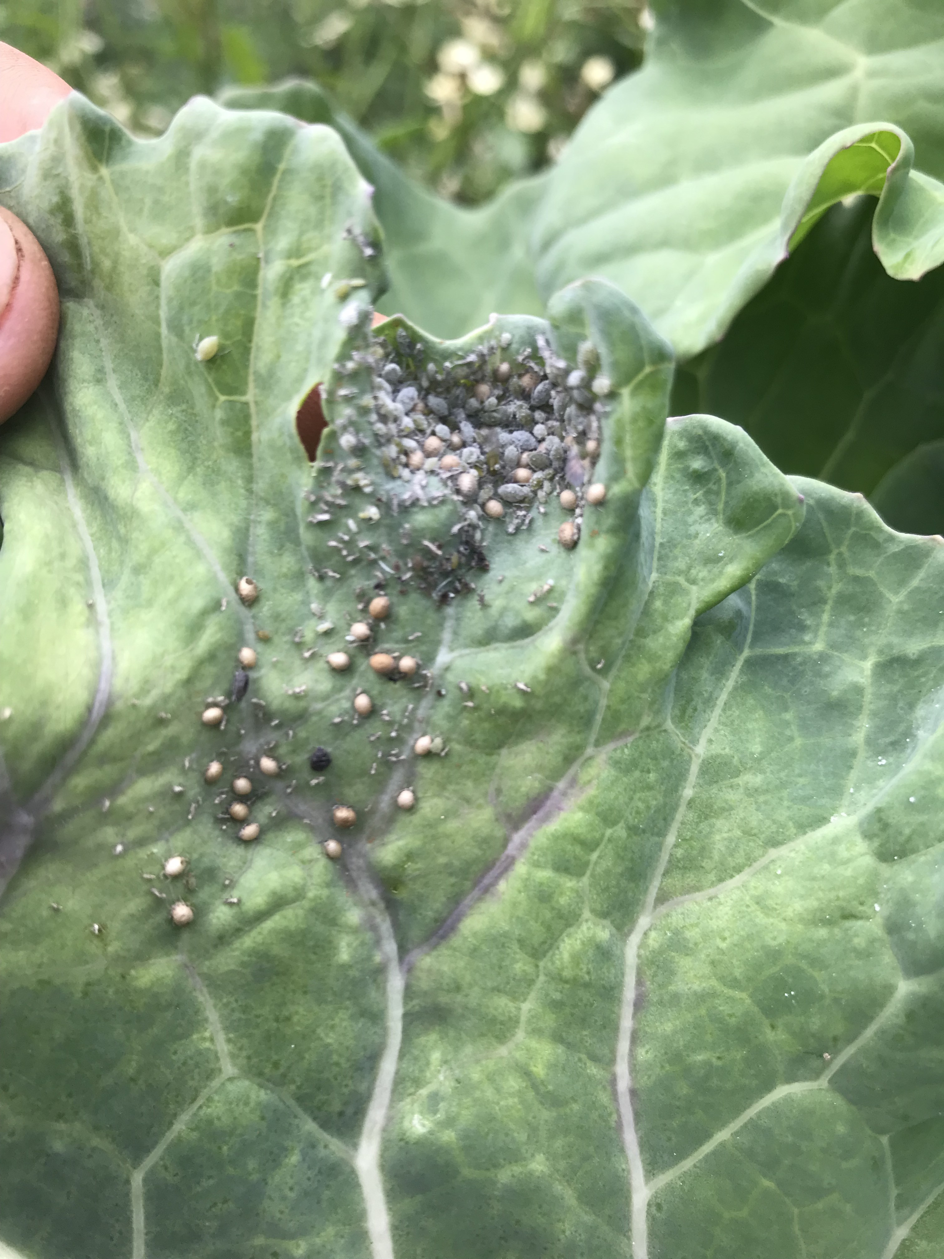 Untreated – this cabbage was quickly cleared of Cabbage aphid by a native Aphidius (a parasitic wasp of aphids). The swollen, bronze aphids have been parasitized – likely all the others too.