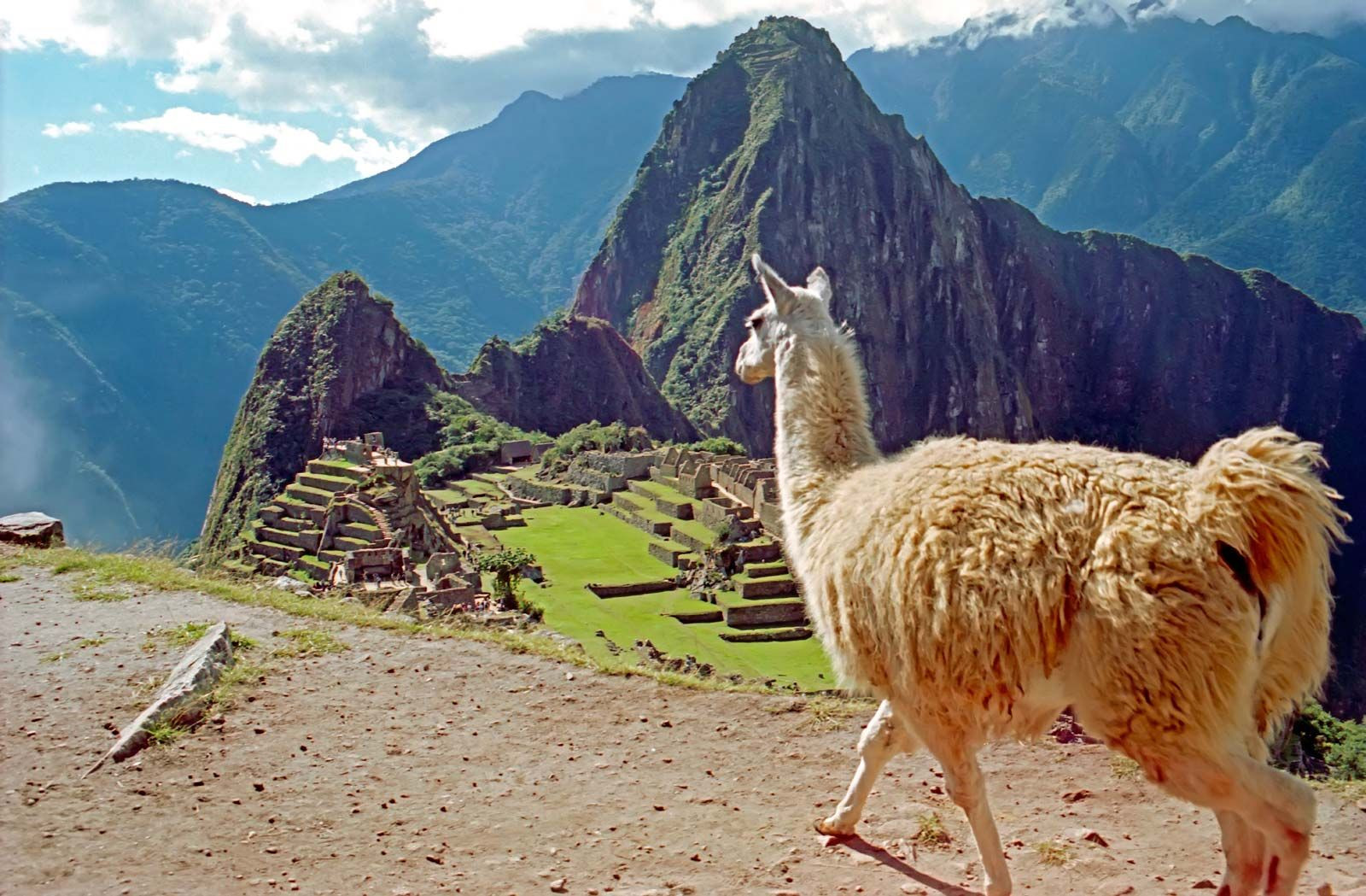 Machu Picchu ruins with llama, Peru