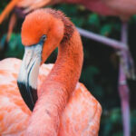 Two flamingos standing in shallow water, one dipping its head to feed, showcasing their natural habitat