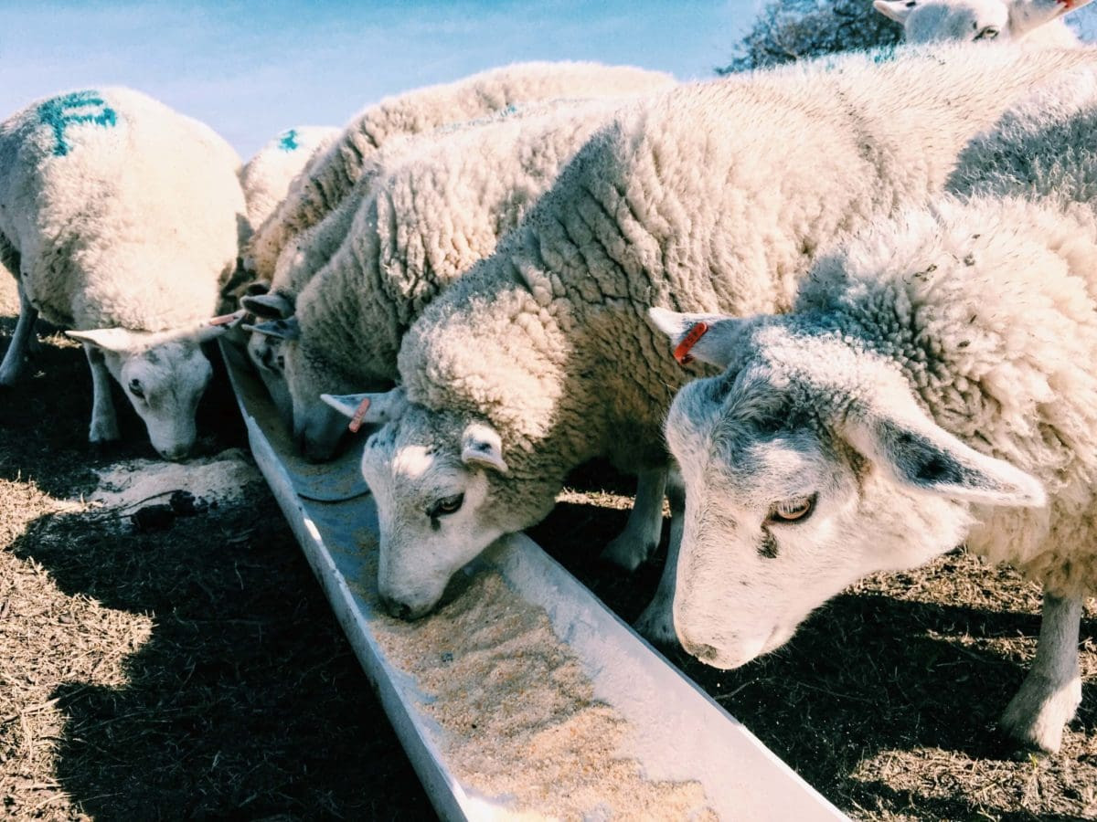 Sheep eating hay from a trough in a farm setting