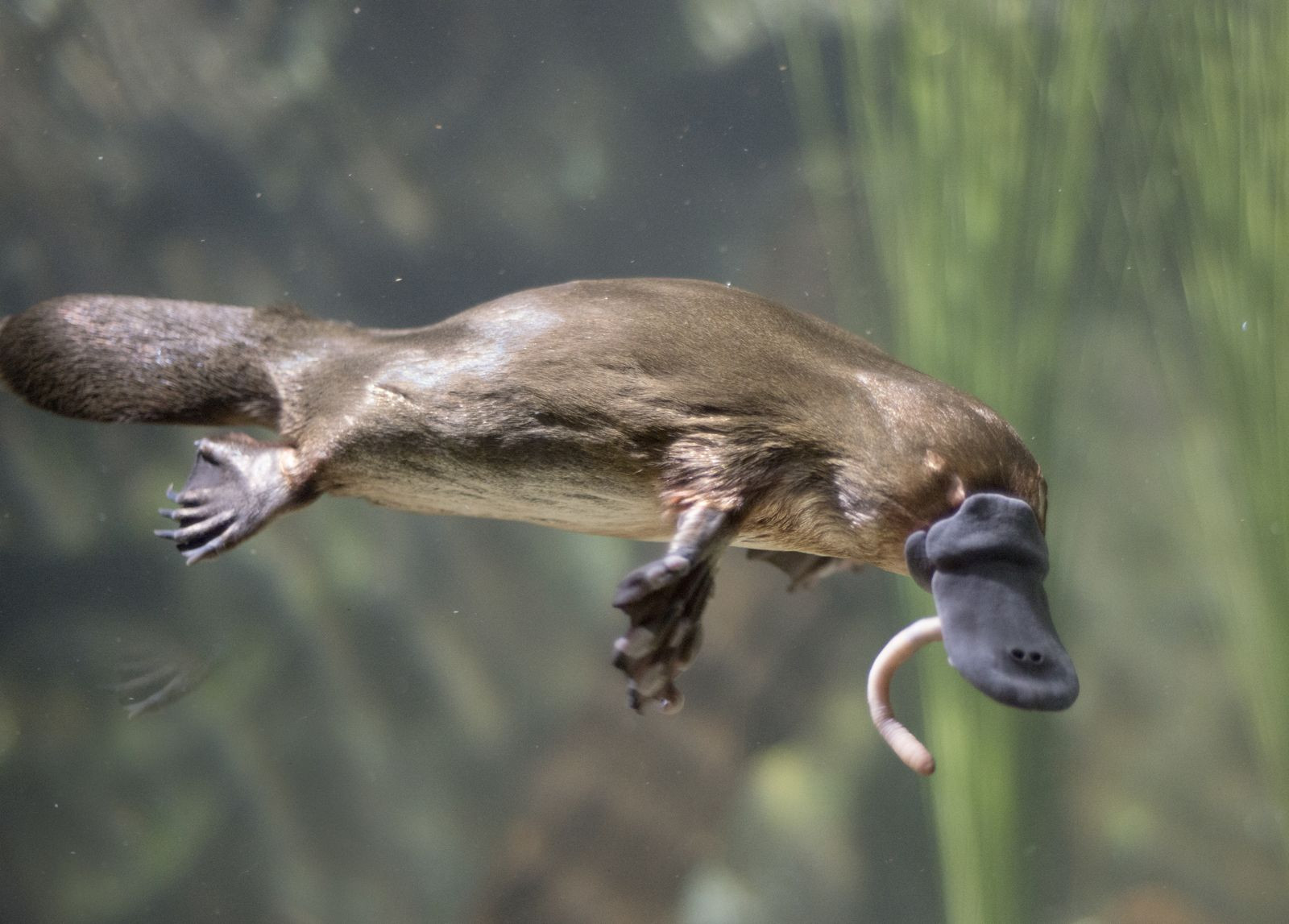 Platypus eating worm underwater