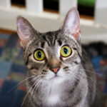 Where Can I Neuter My Dog? Affordable Options and Why It Matters