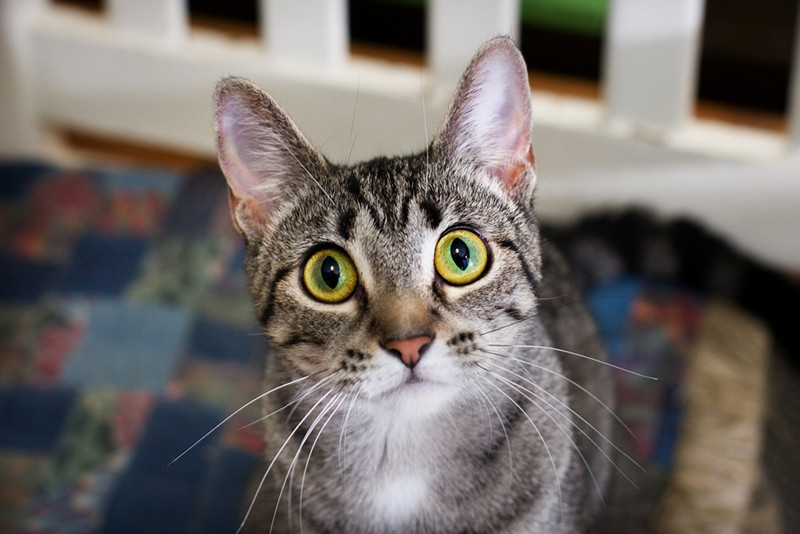 Where Can I Neuter My Dog? Affordable Options and Why It Matters