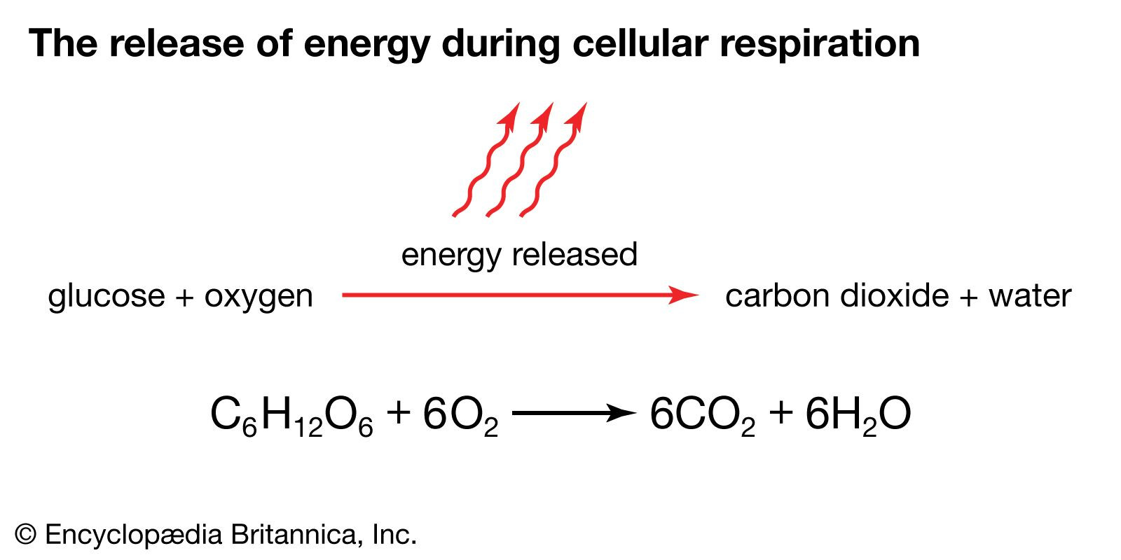 Diagram illustrating glycolysis in the cytoplasm and cellular respiration stages within mitochondria.