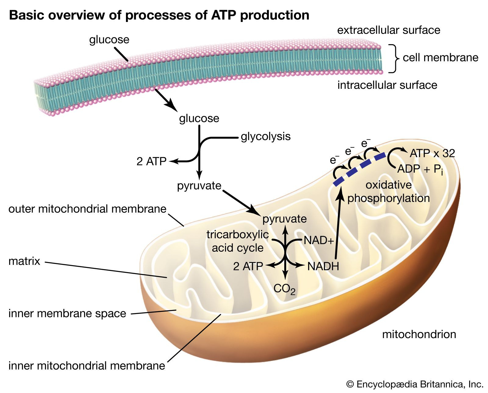Overview of ATP production stages in eukaryotic cells, highlighting mitochondria as the location for the TCA cycle and oxidative phosphorylation.