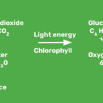 Diagram illustrating photosynthesis in numbers within a leaf cross-section