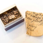 Vegetable samples in the Sloane Herbarium, demonstrating the value of historical specimens for scientific research.