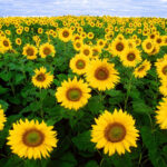 Sunflower field in Fargo, North Dakota
