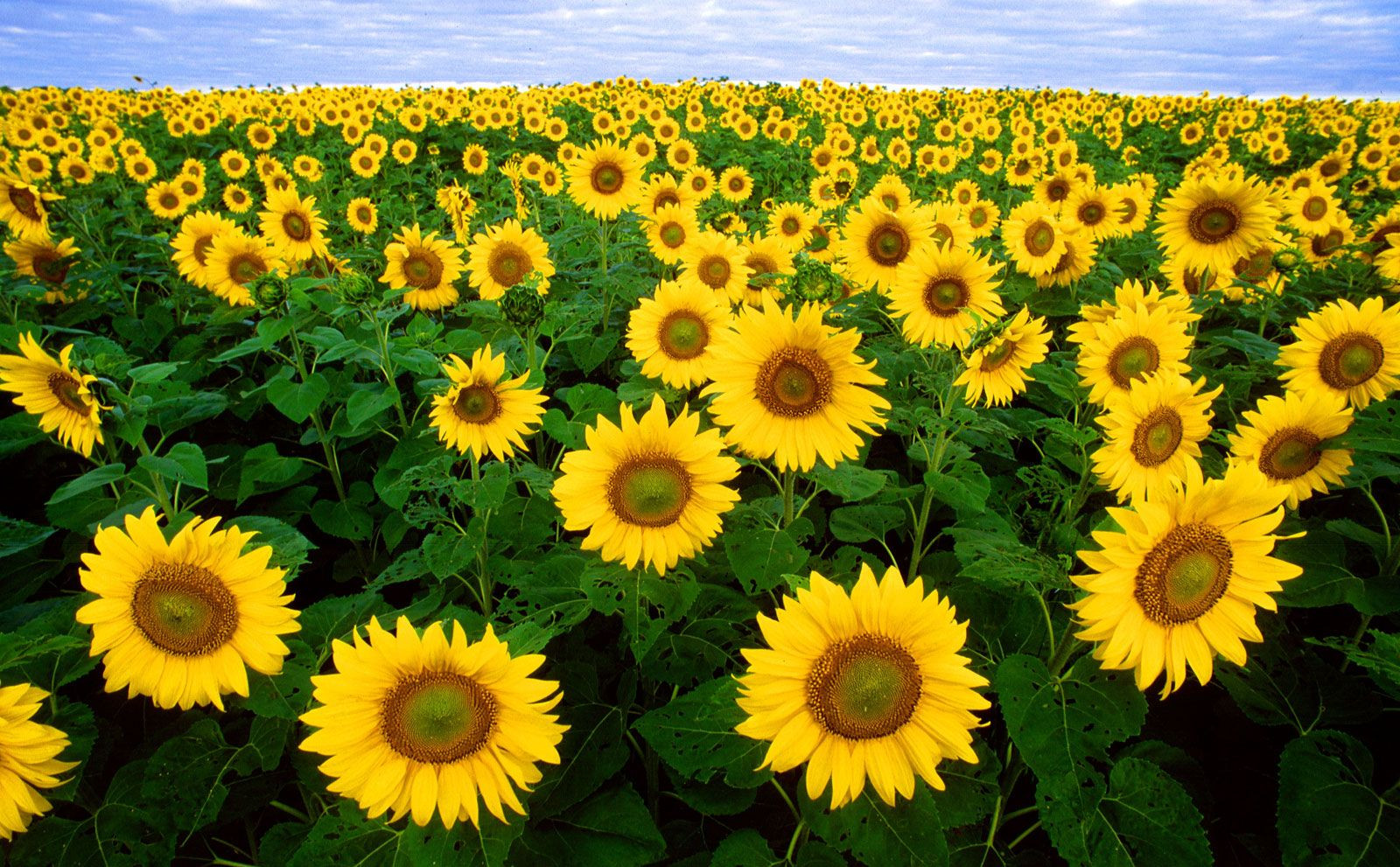 Sunflower field in Fargo, North Dakota