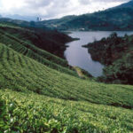 Tea plantation in Nuwara Eliya, Sri Lanka