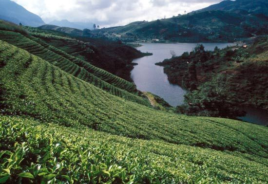 Tea plantation in Nuwara Eliya, Sri Lanka