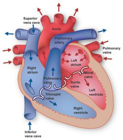Anatomical illustration showing where the heart is situated in the chest, positioned behind the sternum and between the lungs.