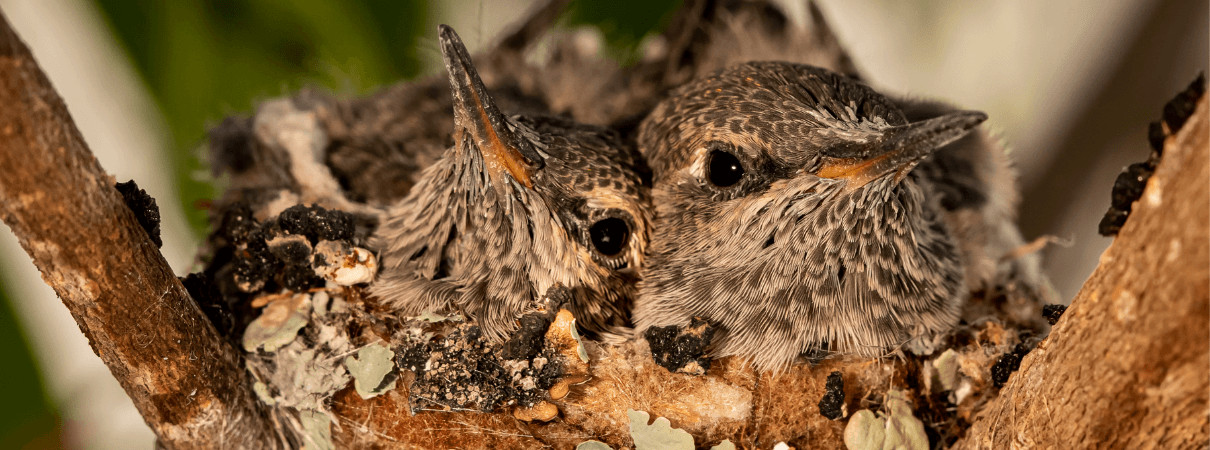 Two baby hummingbirds in a nest