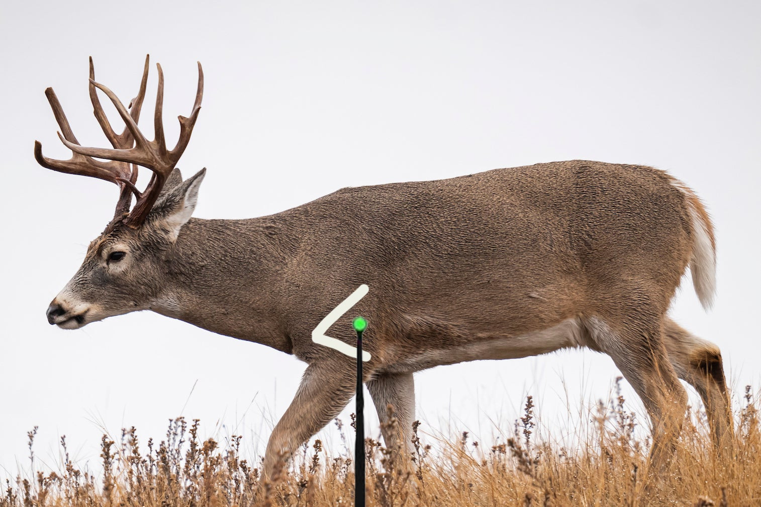 Vital-V shot placement for bow hunting deer