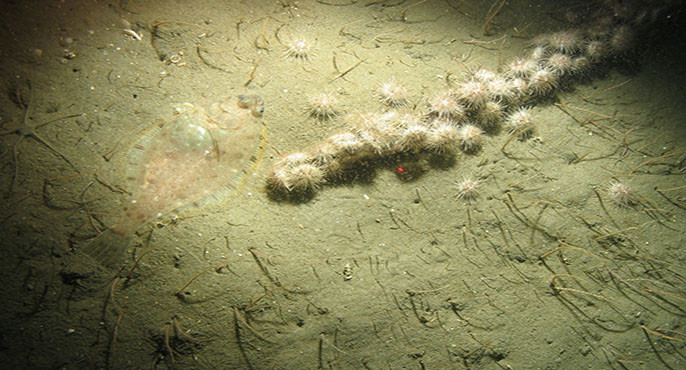 A row of white sea urchins and a flatfish rest on seafloor sediment. 